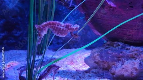 big-belly seahorse or pot-bellied seahorse resting underwater.