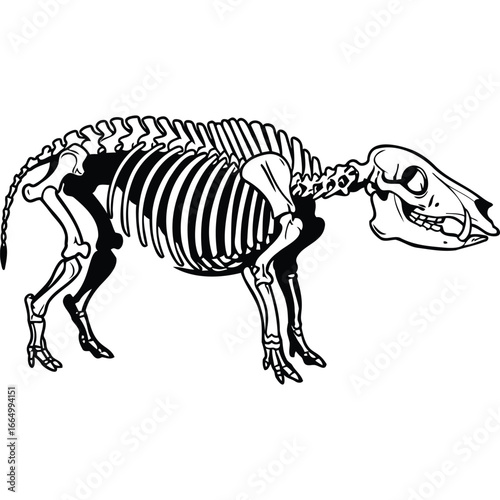 Pig Skeleton Illustration Black and White bones anatomy animal monochrome graphic vector zoology biology veterinary science education textbook