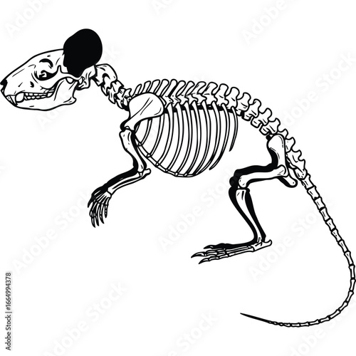 Rodent Skeleton Illustration Black and White bones anatomy biology monochrome graphic scientific educational skull spine ribcage tail paws