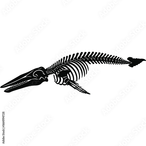 Whale Skeleton Silhouette Black and White bones monochrome graphic vector illustration marine life ocean sea animal anatomy biology zoology