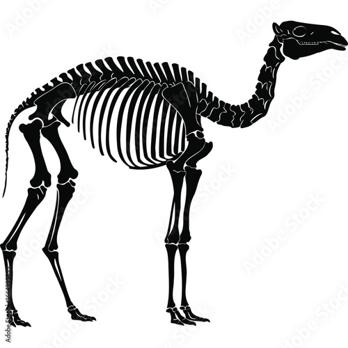 Camel Skeleton Anatomy Illustration Black White black and white monochrome zoology biology paleontology science education animal mammal