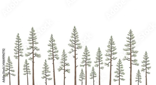 Row of Tall Green Pine Trees on White Background for Nature or Forest Themed Designs