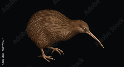 Brown Kiwi Bird on Black Background Detailed Vector Illustration