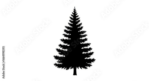 Silhouette of a Tall Evergreen Christmas Tree on White Background