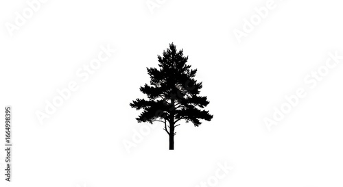 Silhouette of a Tall Evergreen Tree on White Background