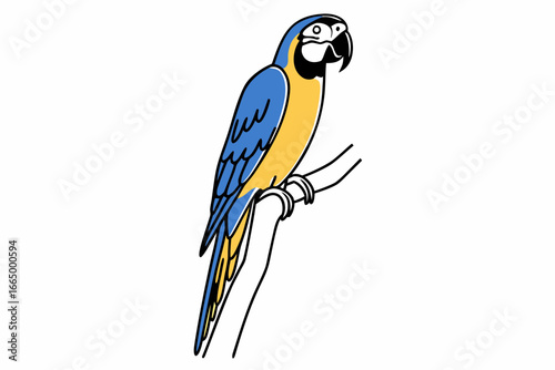 blue and yellow macaw