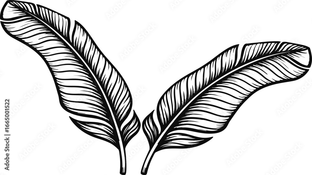 Fototapeta premium Hand Drawn Banana Leaf Vector Illustration – Detailed Tropical Plant Sketch