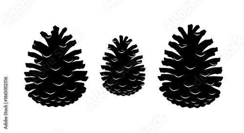 Silhouettes of Three Pine Cones on White Background for Nature and Botanical Designs