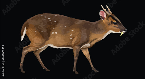 Stunning Portrait of a Tufted Deer in Profile View Against a Black Background