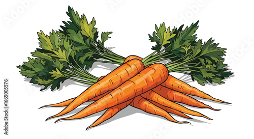 Fresh Organic Carrots with Green Tops Healthy Vegetable Illustration