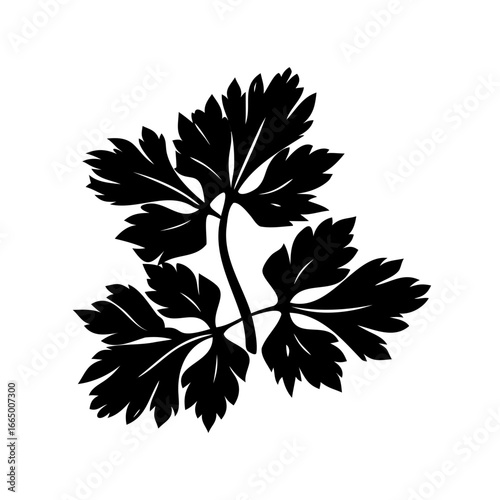 Black silhouette of flat leaf parsley against a stark white background