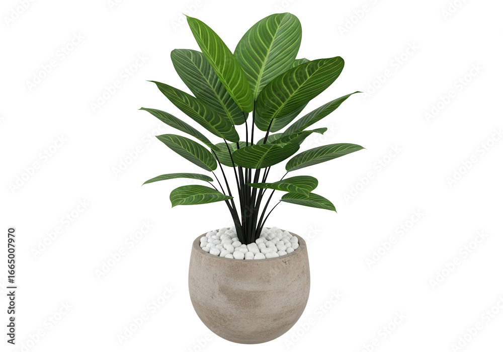 Fototapeta premium Vibrant green potted houseplant with large leaves and white decorative stones in a round concrete pot, isolated on a clean white background for interior design and decor concepts.