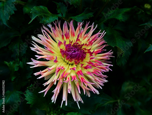View of dahlia in the garden. Variety - Lindsay Michelle
