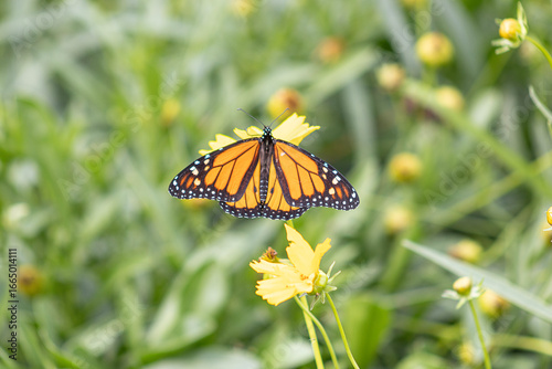 A buttlefly in the garden