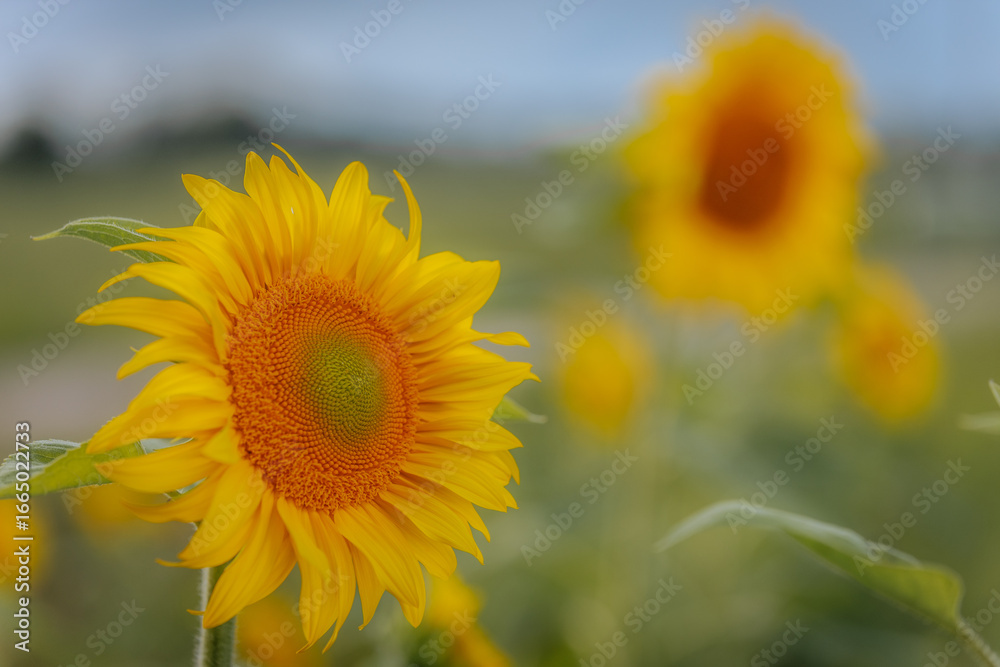Fototapeta premium Bright sunflowers in full bloom stretch across a field beneath a cloudy sky, with the central flower in sharp focus and dramatic lighting across the scene.