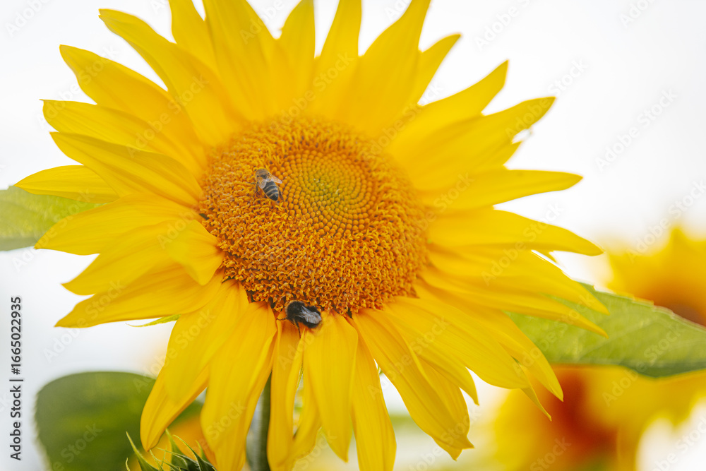Obraz premium Close-up of a bright yellow sunflower with a bumblebee collecting pollen at its center, set against a softly blurred background of green and yellow hues.