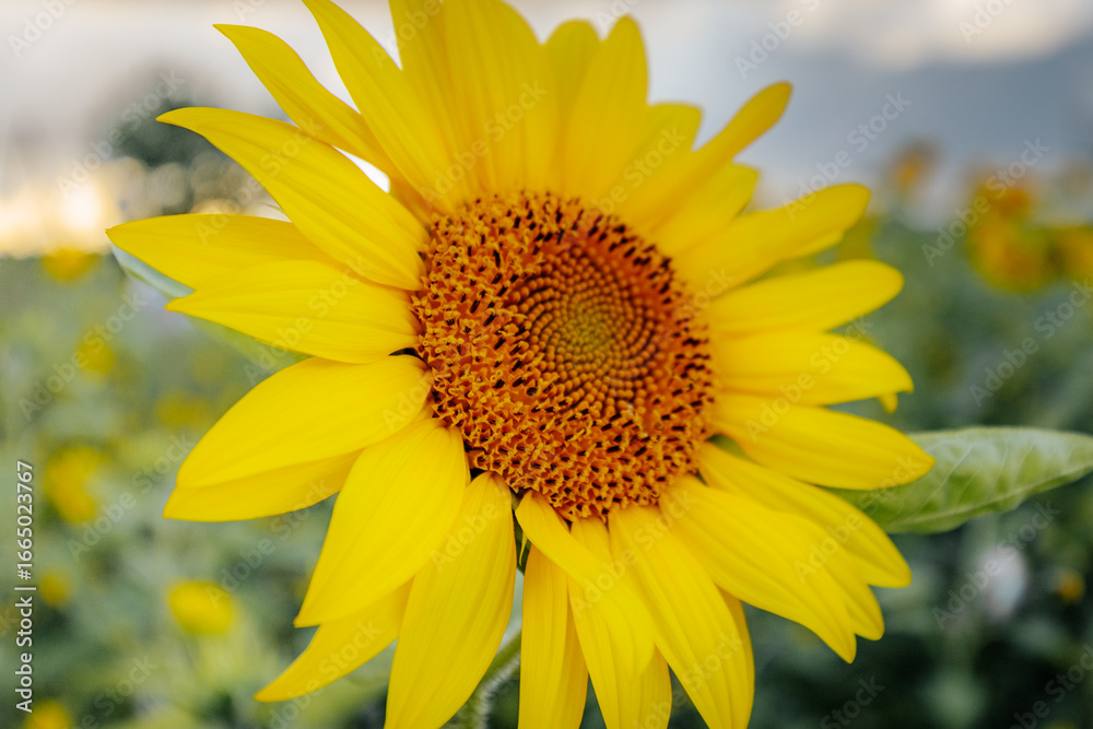 Fototapeta premium A vibrant yellow sunflower stands prominently in the foreground of a field, with a dramatic cloudy sky in the background and soft light highlighting the petals.