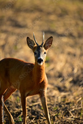 roebuck in nature at early morning