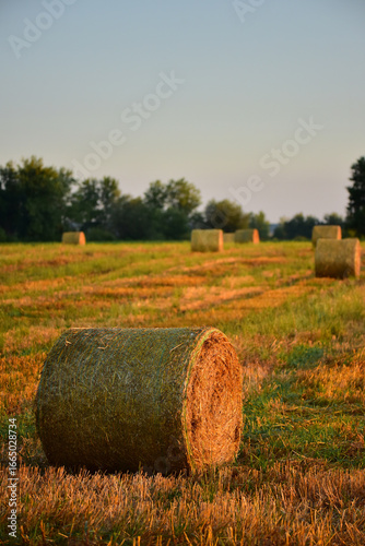 straw bales in the field