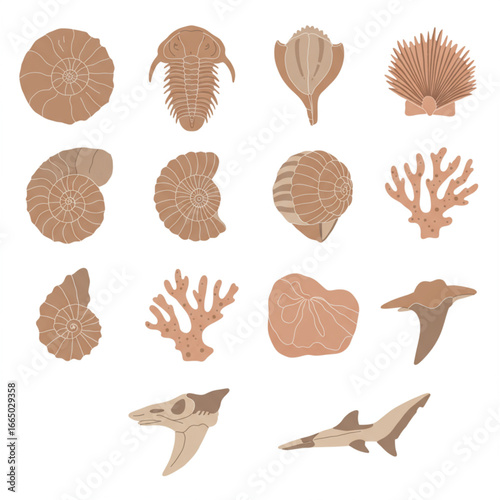 Collection of various fossils including shells, trilobite, coral, shark tooth and skull.