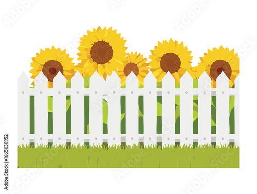 Bright Sunny Day with a Picket Fence and Blooming Sunflowers