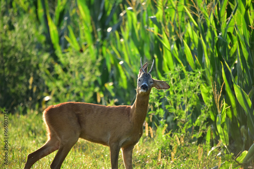 roebuck in nature at early morning