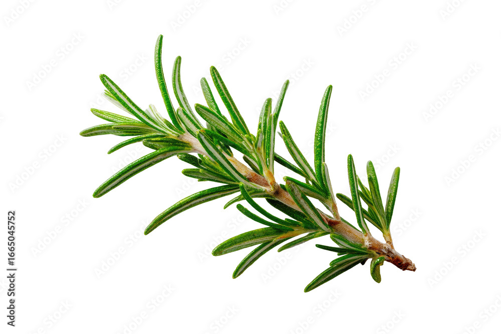 Fototapeta premium Close-up of a fresh rosemary sprig