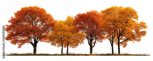 Autumnal trees in vibrant fall colors
