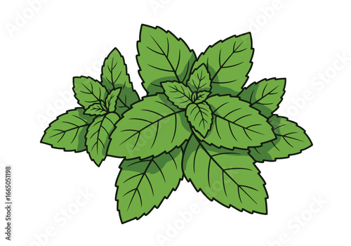 Mint sprigs illustration on white backdrop for culinary/garden layouts