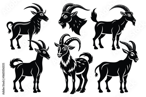 Six black mountain goats with large curved horns ibex animal
