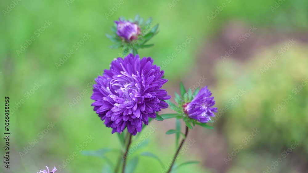 Flowers in the courtyard of the house swaying in the wind in close-up. Flowers in the courtyard of the house swaying in the wind in close-up.