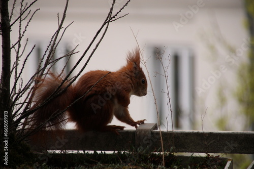 Eichhörnchen auf der Veranda