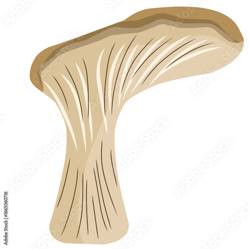 Oyster mushroom illustration, mushroom vector with flat design, vegetarian food