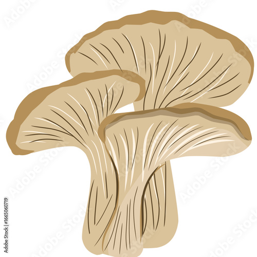 Oyster mushroom illustration, mushroom vector with flat design, vegetarian food