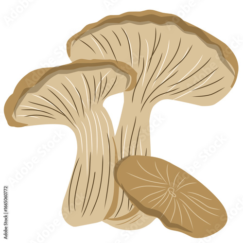Oyster mushroom illustration, mushroom vector with flat design, vegetarian food