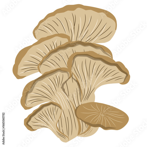 Oyster mushroom illustration, mushroom vector with flat design, vegetarian food