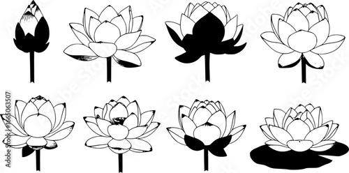 set of Vector. Engraved black and white ginkgo leaf. Plant botanical garden. Isolated ginkgo illustration element.
