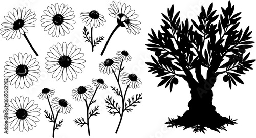 set of Daisy in a vector style isolated. Full name of the plant: daisy, chamomile. Vector olive tree for background, texture, wrapper pattern, frame or border