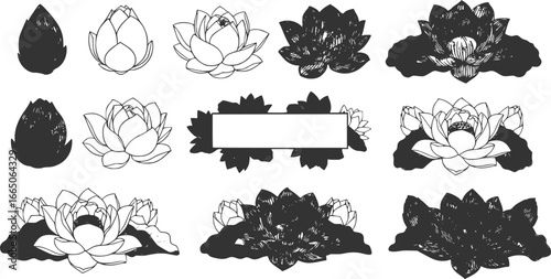 set of Vector. Engraved black and white ginkgo leaf. Plant botanical garden. Isolated ginkgo illustration element.
