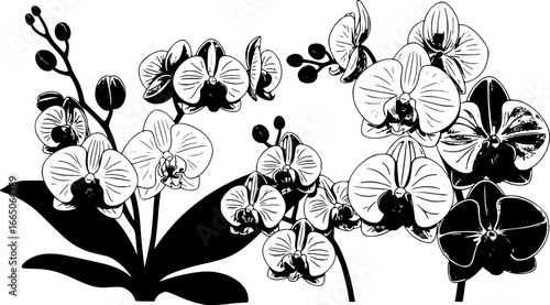 set of Orchid flower in a vector style isolated. Full name of the plant: orchid. Vector flower for background, texture, wrapper pattern, frame or border.

