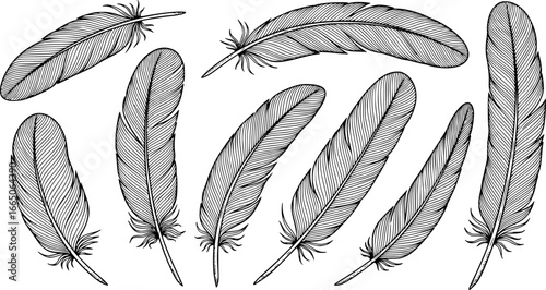set of Vector bird feather from wing isolated. Black and white engraved ink art. Isolated feathers illustration element.
