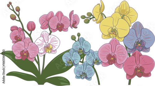 set of Orchid flower in a vector style isolated. Full name of the plant: orchid. Vector flower for background, texture, wrapper pattern, frame or border.

