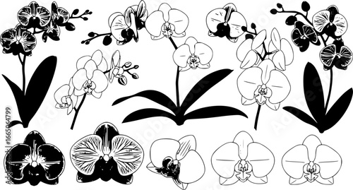 set of Orchid flower in a vector style isolated. Full name of the plant: orchid. Vector flower for background, texture, wrapper pattern, frame or border.
