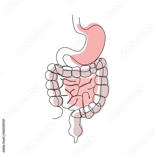 Intestine with stomach on a white background. Human organs. Vector.
