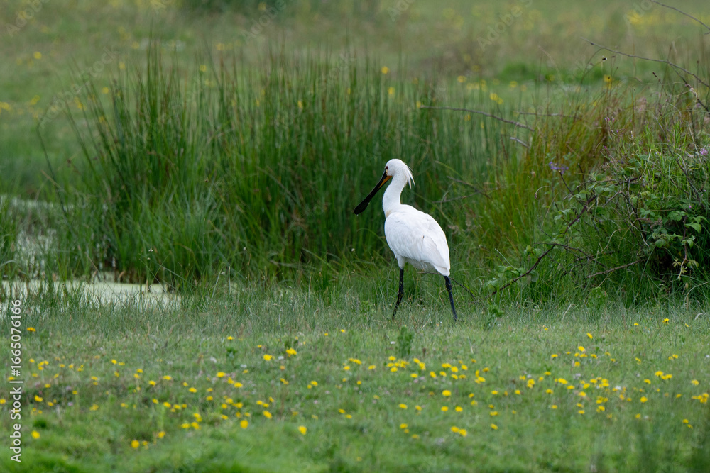 Fototapeta premium Spatule blanche, Platalea leucorodia, Eurasian Spoon