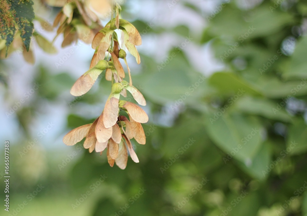Obraz premium Ash tree seeds autumn coming background photo nature plant
