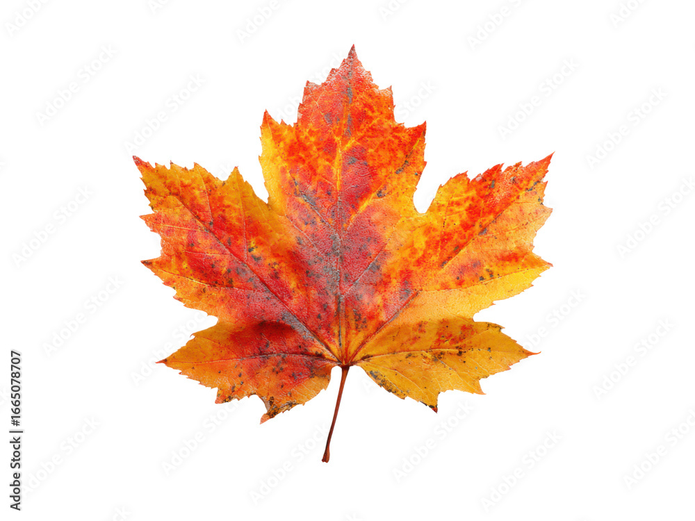 Fototapeta premium Vibrant maple leaf with autumn colors and natural edge fall seasonal, Isolated, Png Transparent Background