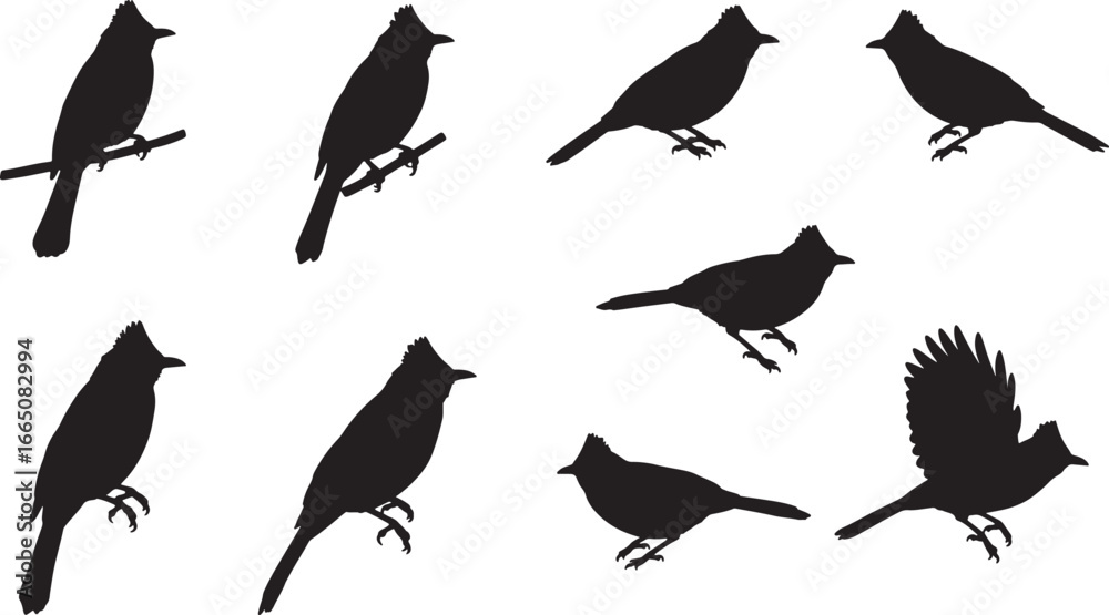Fototapeta premium Vector silhouettes of northern cardinals in various poses, including perched and a flying cardinal, isolated on a clean white background