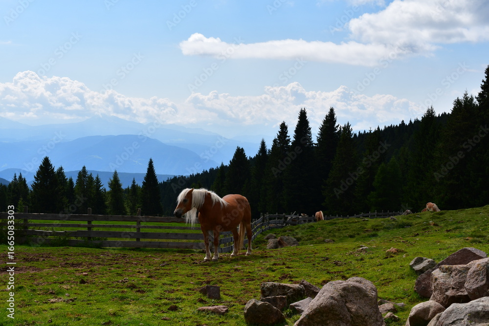 Fototapeta premium Haflinger Pferde auf der Weide am Jenesier Jöchl in Südtirol 