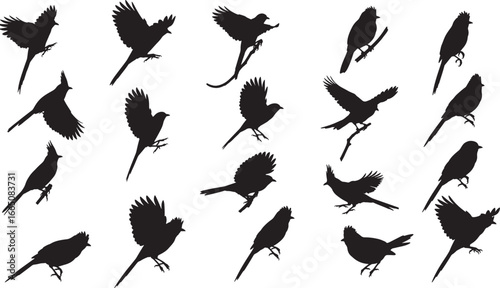 Variety of cardinal birds silhouettes in different poses, from flying to standing, a great graphic for nature and wildlife designs